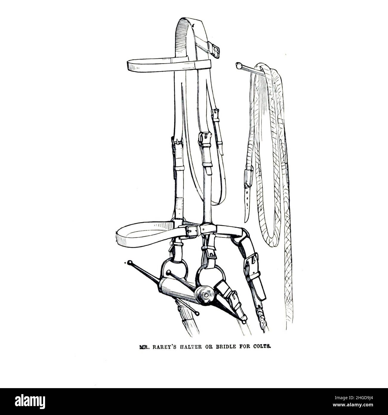 Mr. Rarey's Halter and Bridle for Colts from Every horse owner's ...
