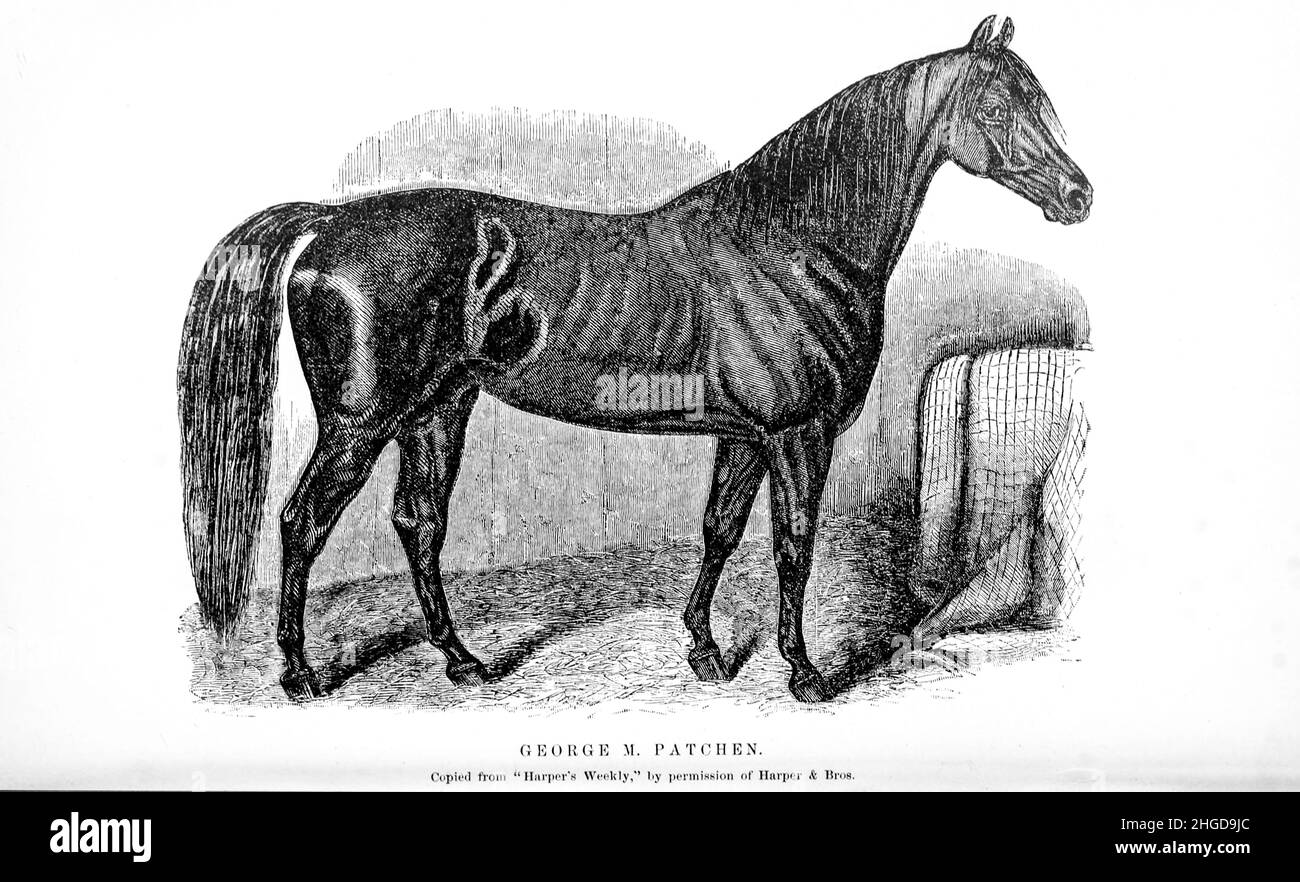 George M. Patchen Trotting Stallion from Every horse owner's cyclopedia : the anatomy and physiology of the horse; general characteristics; the points of the horse, with directions how to choose him; the principles of breeding, and the best kind to breed from; the treatment of the brood mare and foal; raising and breaking the colt; stables and stable management; riding, driving, etc., etc. Diseases, and how to cure them. The principal medicines, and the doses in which they can be safely administered; accidents, fractures, and the operations necessary in each case; shoeing, etc. Publisher: Phil Stock Photo