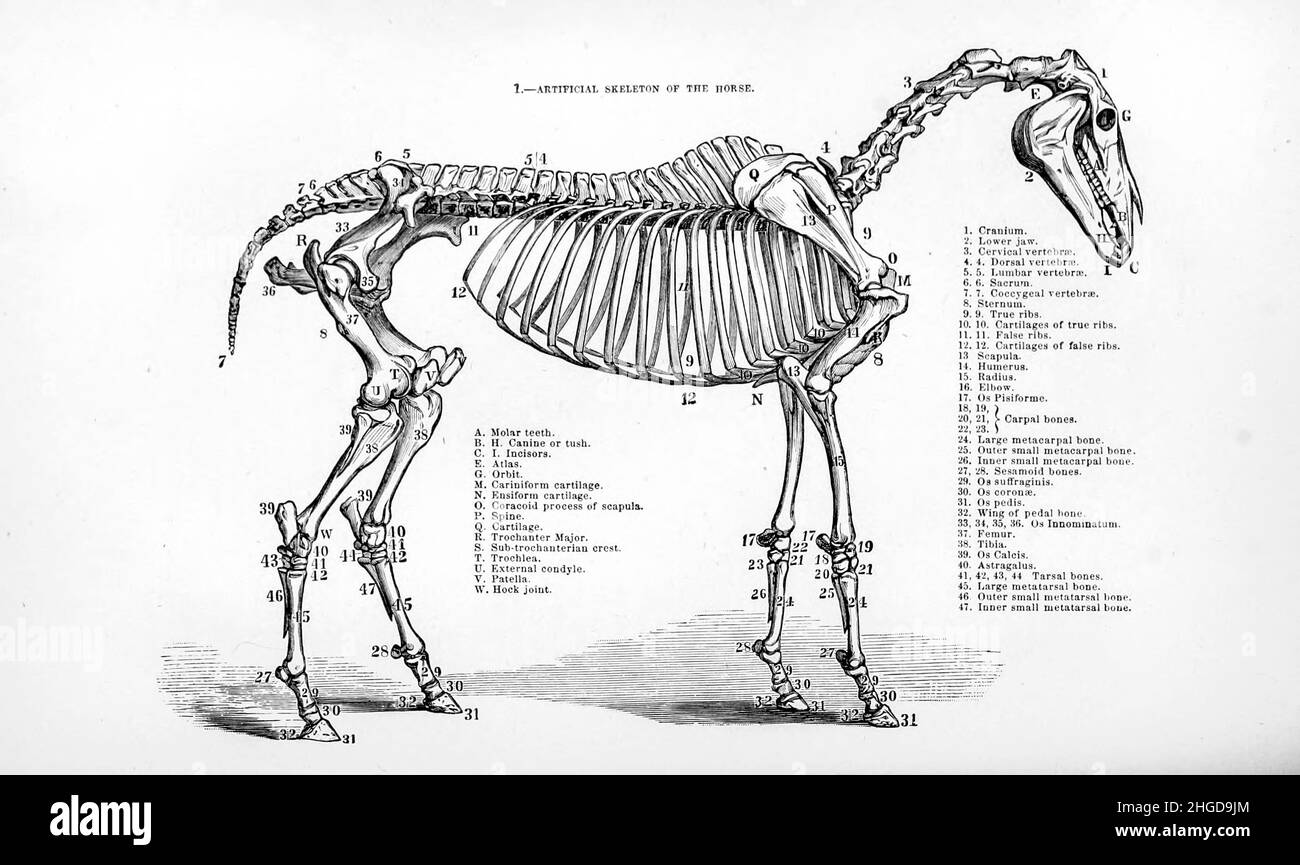 Skeleton of a Horse from Every horse owner's cyclopedia : the anatomy and physiology of the horse; general characteristics; the points of the horse, with directions how to choose him; the principles of breeding, and the best kind to breed from; the treatment of the brood mare and foal; raising and breaking the colt; stables and stable management; riding, driving, etc., etc. Diseases, and how to cure them. The principal medicines, and the doses in which they can be safely administered; accidents, fractures, and the operations necessary in each case; shoeing, etc. Publisher: Philadelphia : Porte Stock Photo