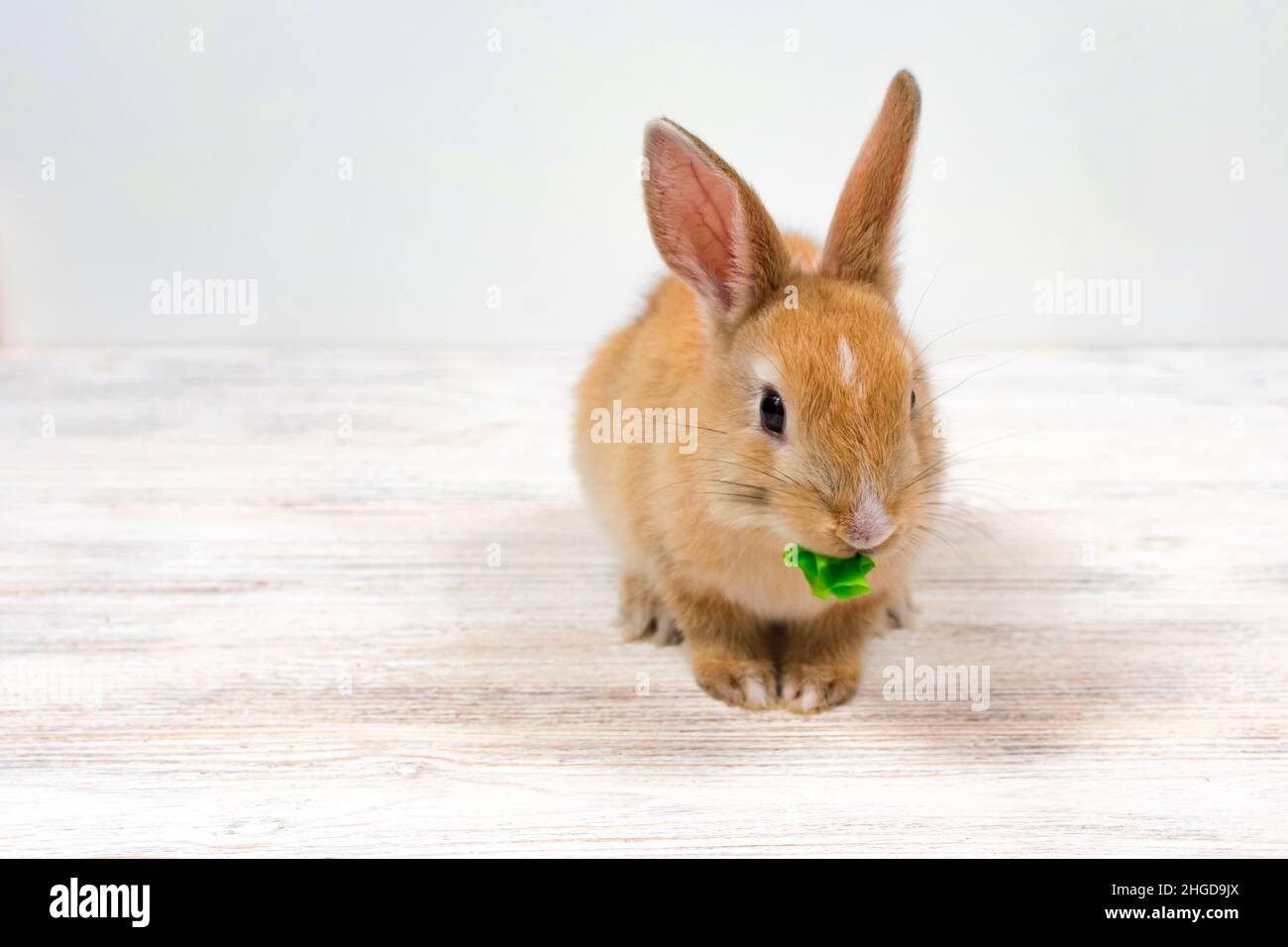 A small red rabbit chews a green leaf of grass on a white background. Place for an inscription. Feeding domestic rabbits. Stock Photo