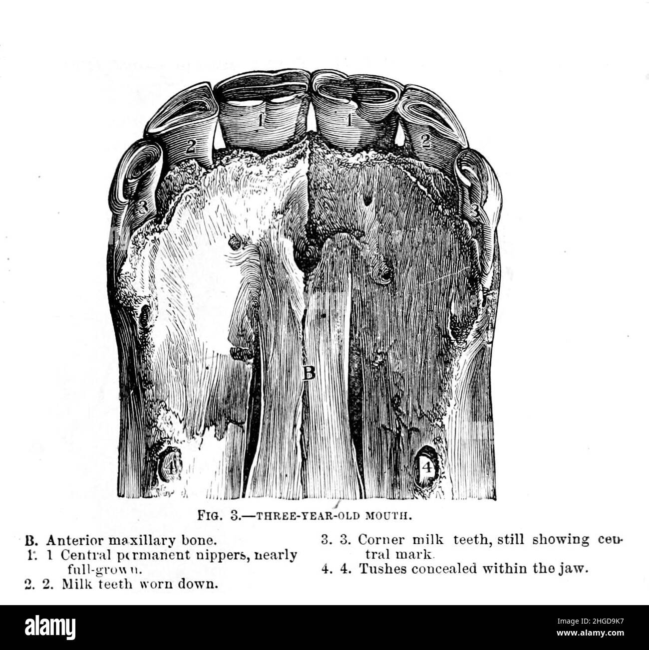 Horses mouth at Three years old from Every horse owner's cyclopedia : the anatomy and physiology of the horse; general characteristics; the points of the horse, with directions how to choose him; the principles of breeding, and the best kind to breed from; the treatment of the brood mare and foal; raising and breaking the colt; stables and stable management; riding, driving, etc., etc. Diseases, and how to cure them. The principal medicines, and the doses in which they can be safely administered; accidents, fractures, and the operations necessary in each case; shoeing, etc. Publisher: Philadel Stock Photo