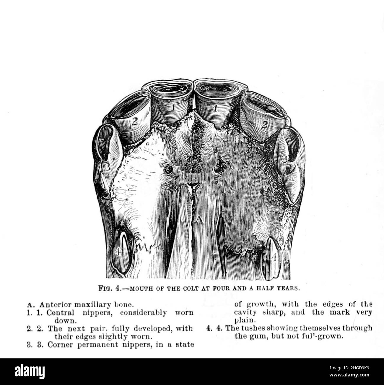 Mouth of a colt at four and a half years from Every horse owner's cyclopedia : the anatomy and physiology of the horse; general characteristics; the points of the horse, with directions how to choose him; the principles of breeding, and the best kind to breed from; the treatment of the brood mare and foal; raising and breaking the colt; stables and stable management; riding, driving, etc., etc. Diseases, and how to cure them. The principal medicines, and the doses in which they can be safely administered; accidents, fractures, and the operations necessary in each case; shoeing, etc. Publisher: Stock Photo