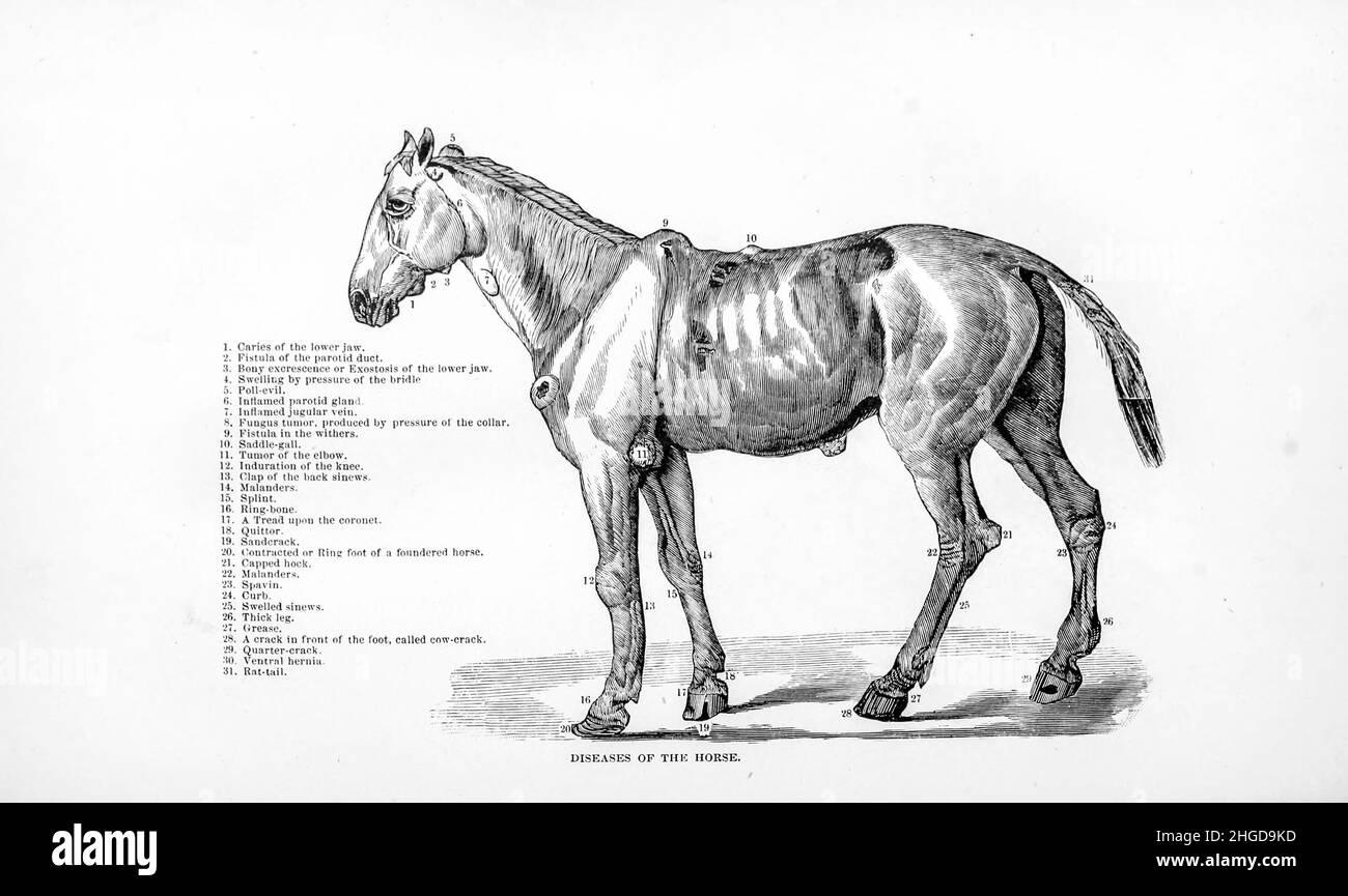 Diseases of the Horse from Every horse owner's cyclopedia : the anatomy and physiology of the horse; general characteristics; the points of the horse, with directions how to choose him; the principles of breeding, and the best kind to breed from; the treatment of the brood mare and foal; raising and breaking the colt; stables and stable management; riding, driving, etc., etc. Diseases, and how to cure them. The principal medicines, and the doses in which they can be safely administered; accidents, fractures, and the operations necessary in each case; shoeing, etc. Publisher: Philadelphia : Por Stock Photo