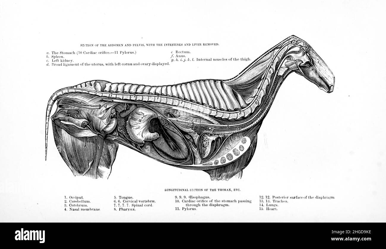 Longitudinal Section of the Thorax from Every horse owner's cyclopedia : the anatomy and physiology of the horse; general characteristics; the points of the horse, with directions how to choose him; the principles of breeding, and the best kind to breed from; the treatment of the brood mare and foal; raising and breaking the colt; stables and stable management; riding, driving, etc., etc. Diseases, and how to cure them. The principal medicines, and the doses in which they can be safely administered; accidents, fractures, and the operations necessary in each case; shoeing, etc. Publisher: Phila Stock Photo