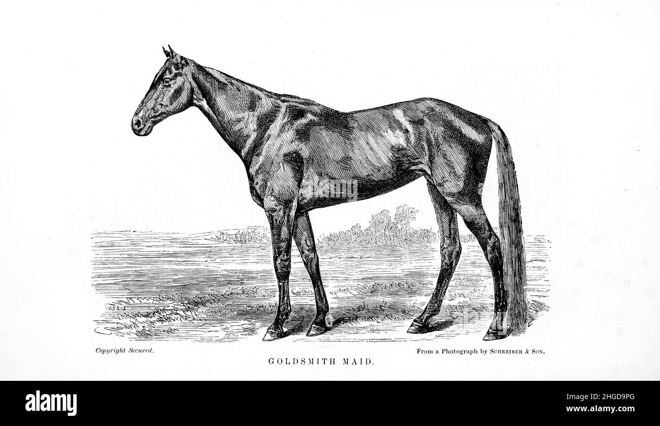 Goldsmith Maid (1857 – September 23, 1885) was a prominent Standardbred racemare in the 1870s that was called the 'Queen of the Trotters' and had a harness racing career that spanned 13 years. Her last race was won at the age of 20 against a much younger horse named Rarus. She was inducted into the Harness Racing Hall of Fame in 1953. from Every horse owner's cyclopedia : the anatomy and physiology of the horse; general characteristics; the points of the horse, with directions how to choose him; the principles of breeding, and the best kind to breed from; the treatment of the brood mare and fo Stock Photo