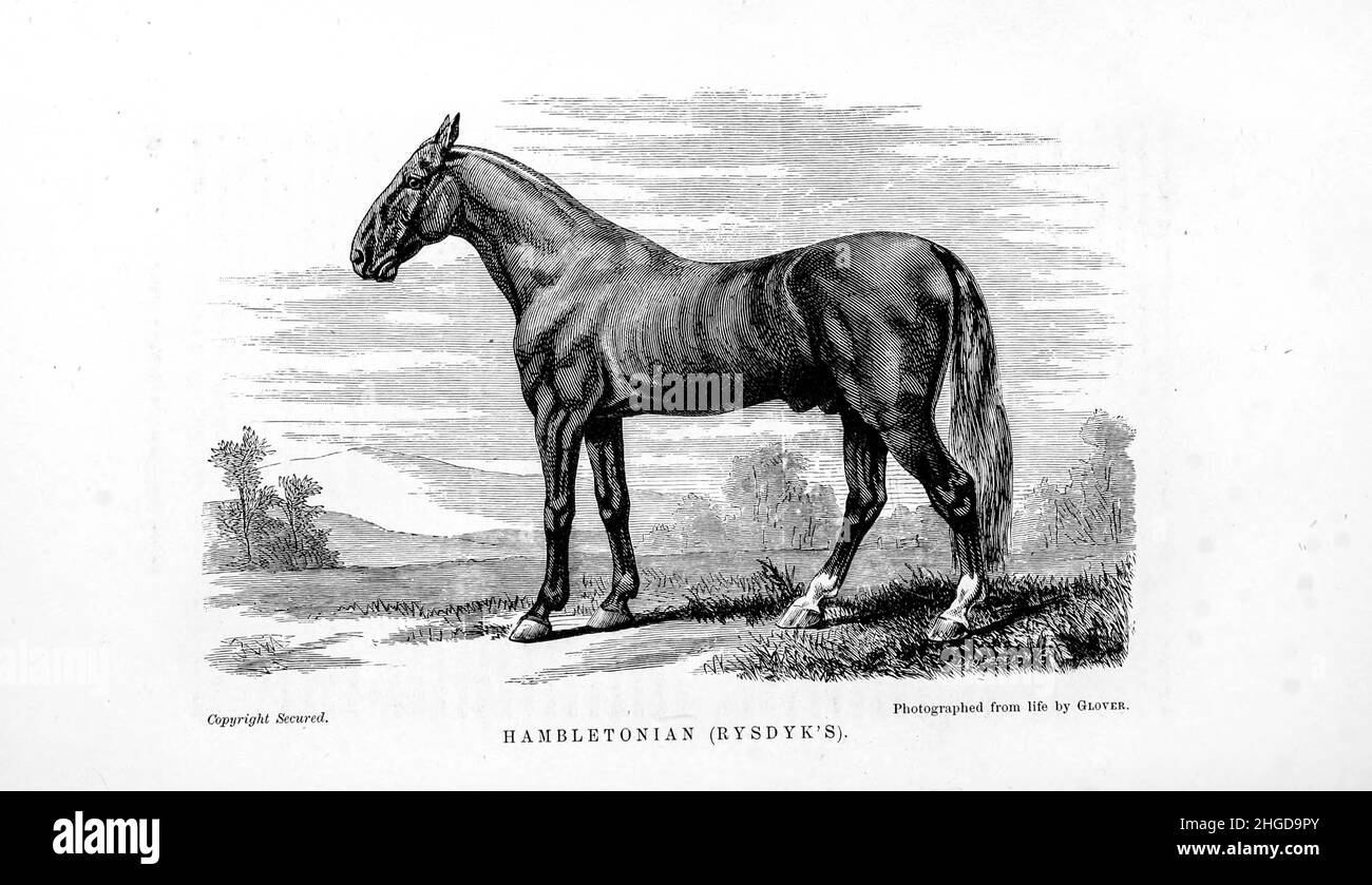 Hambletonian 10, or Rysdyk's Hambletonian, (May 5, 1849 – March 27, 1876) was an American trotter and a founding sire of the Standardbred horse breed. from Every horse owner's cyclopedia : the anatomy and physiology of the horse; general characteristics; the points of the horse, with directions how to choose him; the principles of breeding, and the best kind to breed from; the treatment of the brood mare and foal; raising and breaking the colt; stables and stable management; riding, driving, etc., etc. Diseases, and how to cure them. The principal medicines, and the doses in which they can be Stock Photo