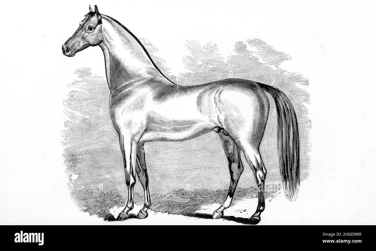 American Trotting Horse from Every horse owner's cyclopedia : the anatomy and physiology of the horse; general characteristics; the points of the horse, with directions how to choose him; the principles of breeding, and the best kind to breed from; the treatment of the brood mare and foal; raising and breaking the colt; stables and stable management; riding, driving, etc., etc. Diseases, and how to cure them. The principal medicines, and the doses in which they can be safely administered; accidents, fractures, and the operations necessary in each case; shoeing, etc. Publisher: Philadelphia : P Stock Photo