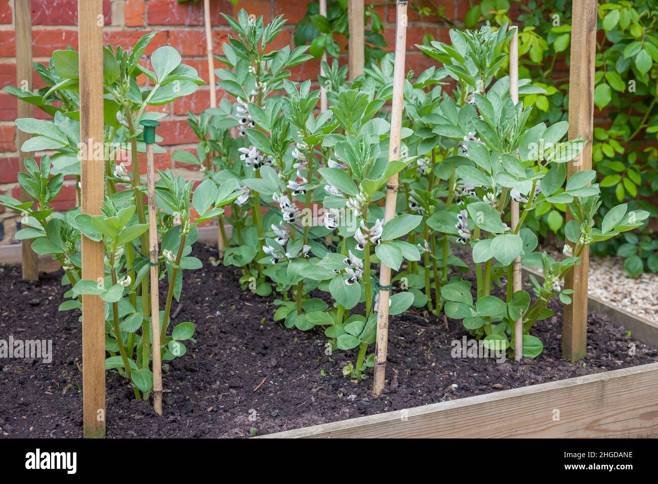Broad beans, plants with flowers growing in a raised bed. English vegetable garden, UK Stock Photo