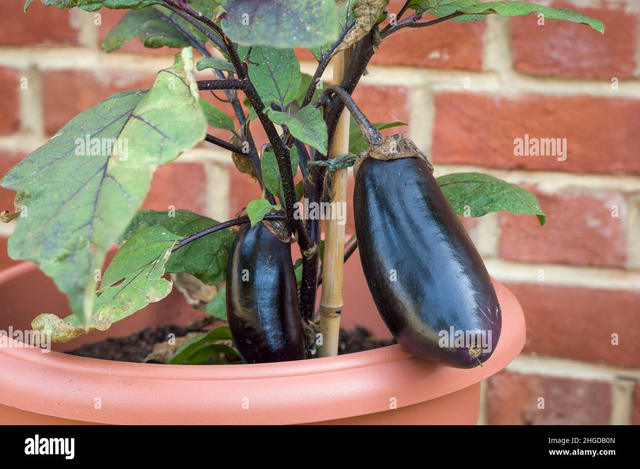 Closeup detail of aubergine fruit (eggplant) plant growing outside in a pot, UK garden Stock