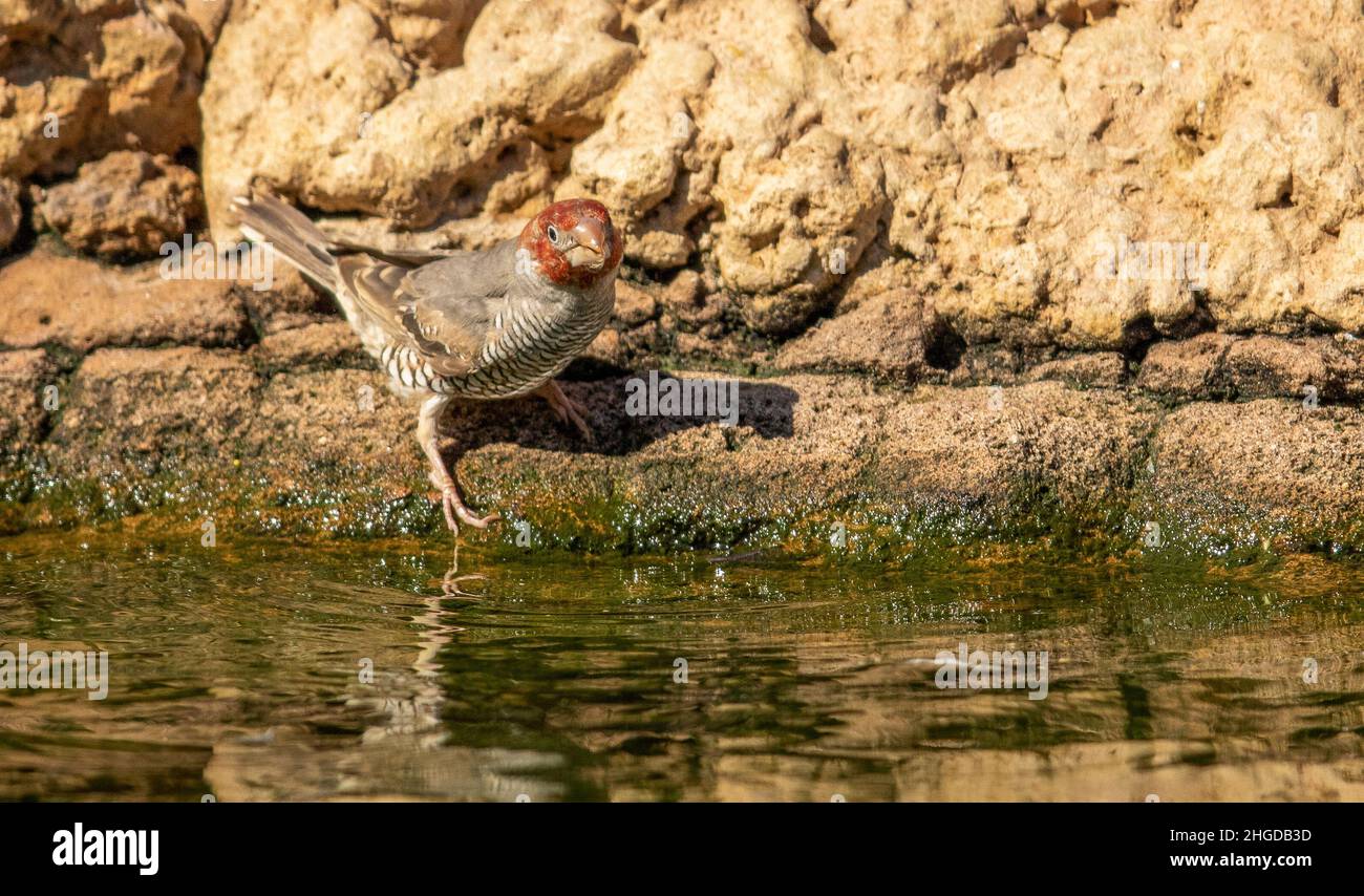 Red Headed Finch drinking water in the Kgalagadi Stock Photo