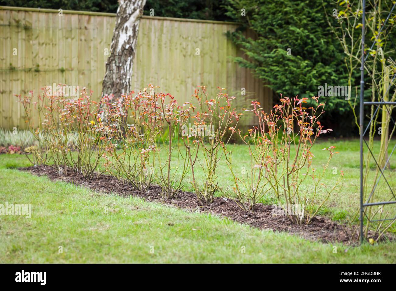 Rose hedge, row of shrub rose bushes in a UK garden in winter Stock Photo