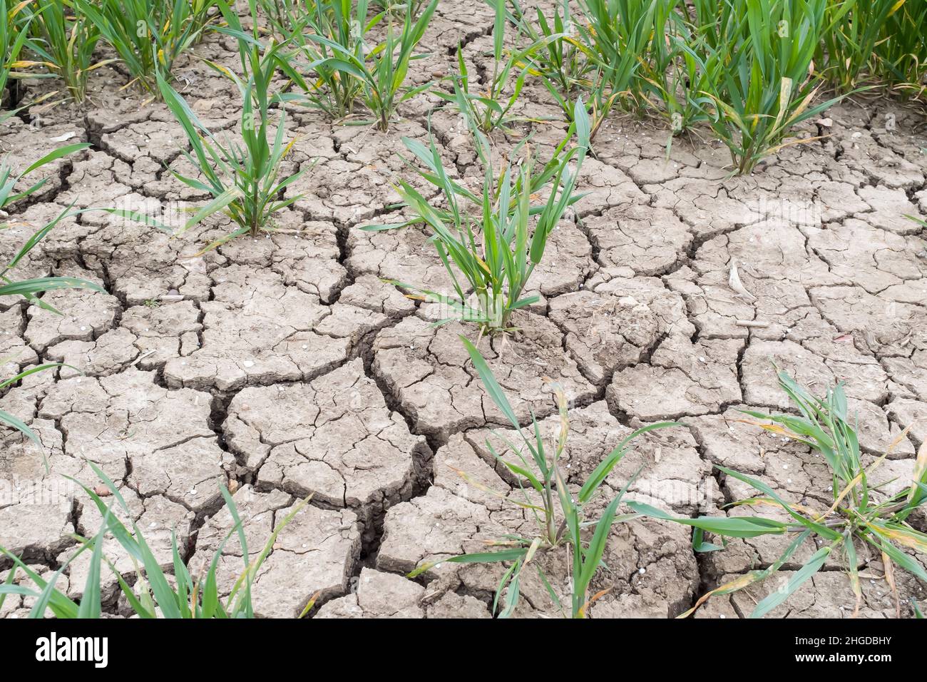 Drought on a UK farm, dry cracked earth, cracks in mud in a field of crops Stock Photo