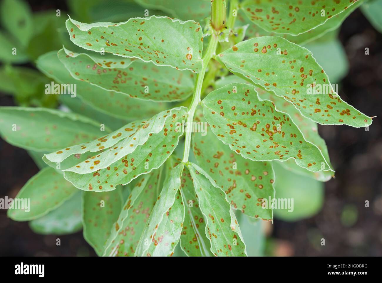 Rust plant disease, rust spots on leaves of broad bean plant in UK vegetable garden Stock Photo