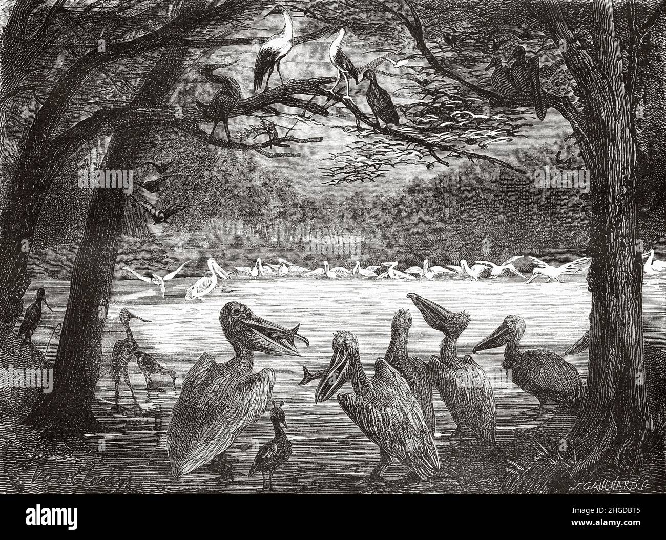 Pelicans fishing in Big Cypress National Preserve, Florida, United States of America. Old 19th century engraved illustration from Four months in Florida by Achille Poussielgue, Le Tour du Monde 1870 Stock Photo