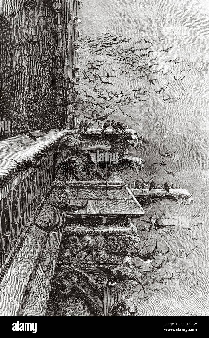 The departure of the swallows in Paris, France. Europe. Old 19th century engraved illustration from La Nature 1884 Stock Photo