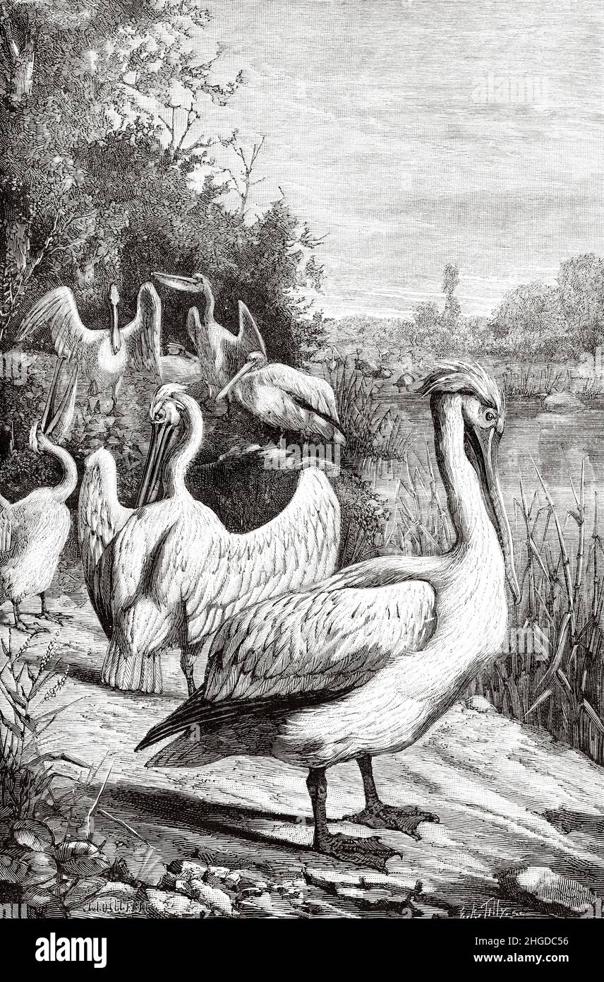 Group of pelicans (Pelicanus onocrotalus) in the Jardin des Plantes in Paris, France. Europe. Old 19th century engraved illustration from La Nature 1884 Stock Photo