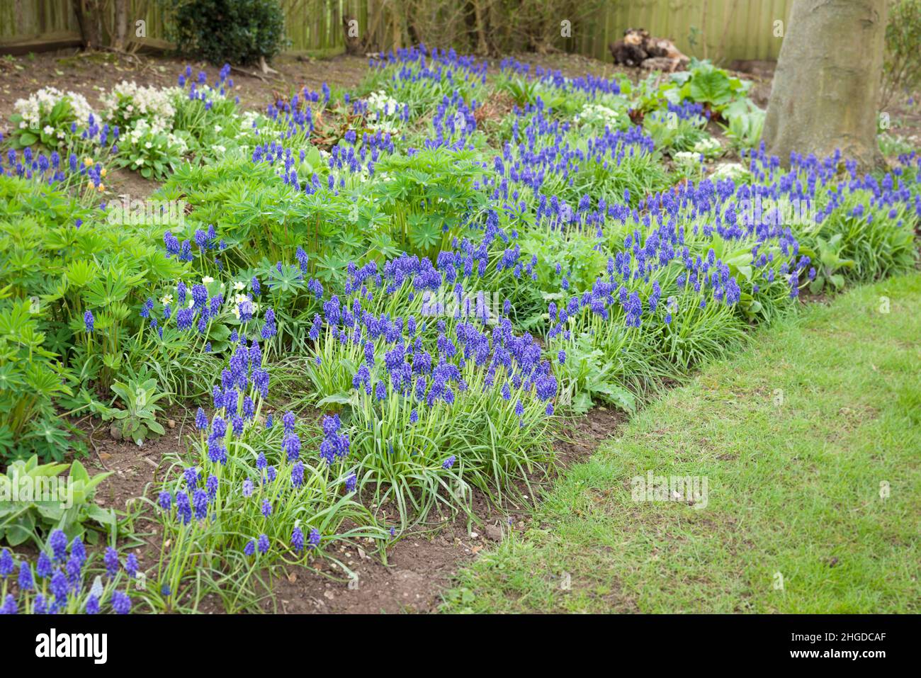 Grape hyacinths (Muscari Armeniacum), bulbs growing in a UK garden