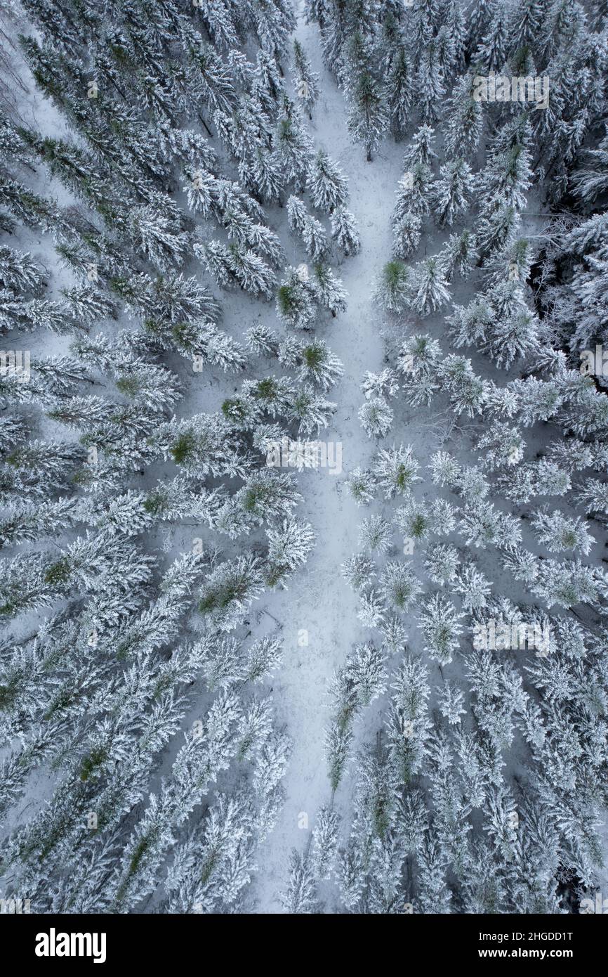 Winter landscape with snow and trees from above. Stock Photo