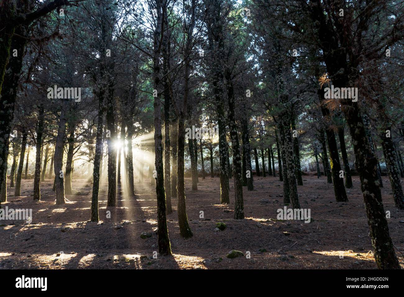 Beautiful sun rays lightening trees covered with moss in the foggy