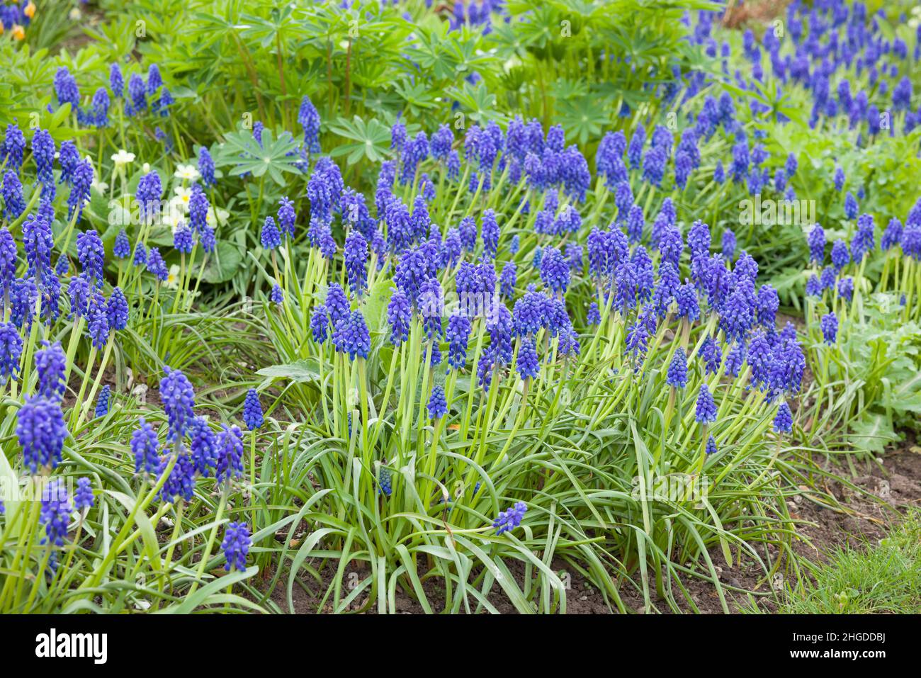 Muscari flowers, (grape hyacinth, muscari armeniacum,) bulb plants flowering in spring in a UK garden border Stock Photo