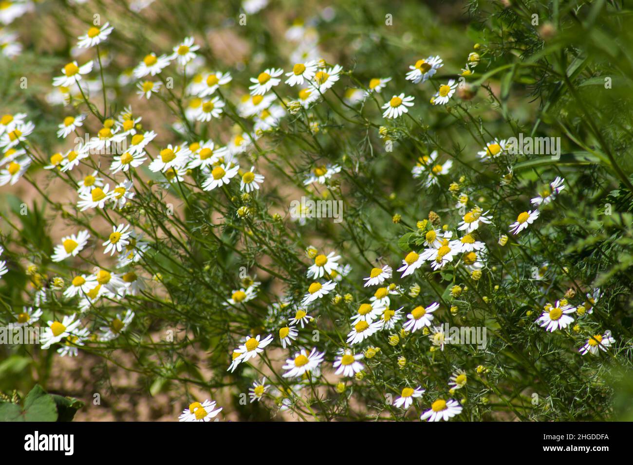 Chamomile flower bud blurred hi-res stock photography and images - Alamy