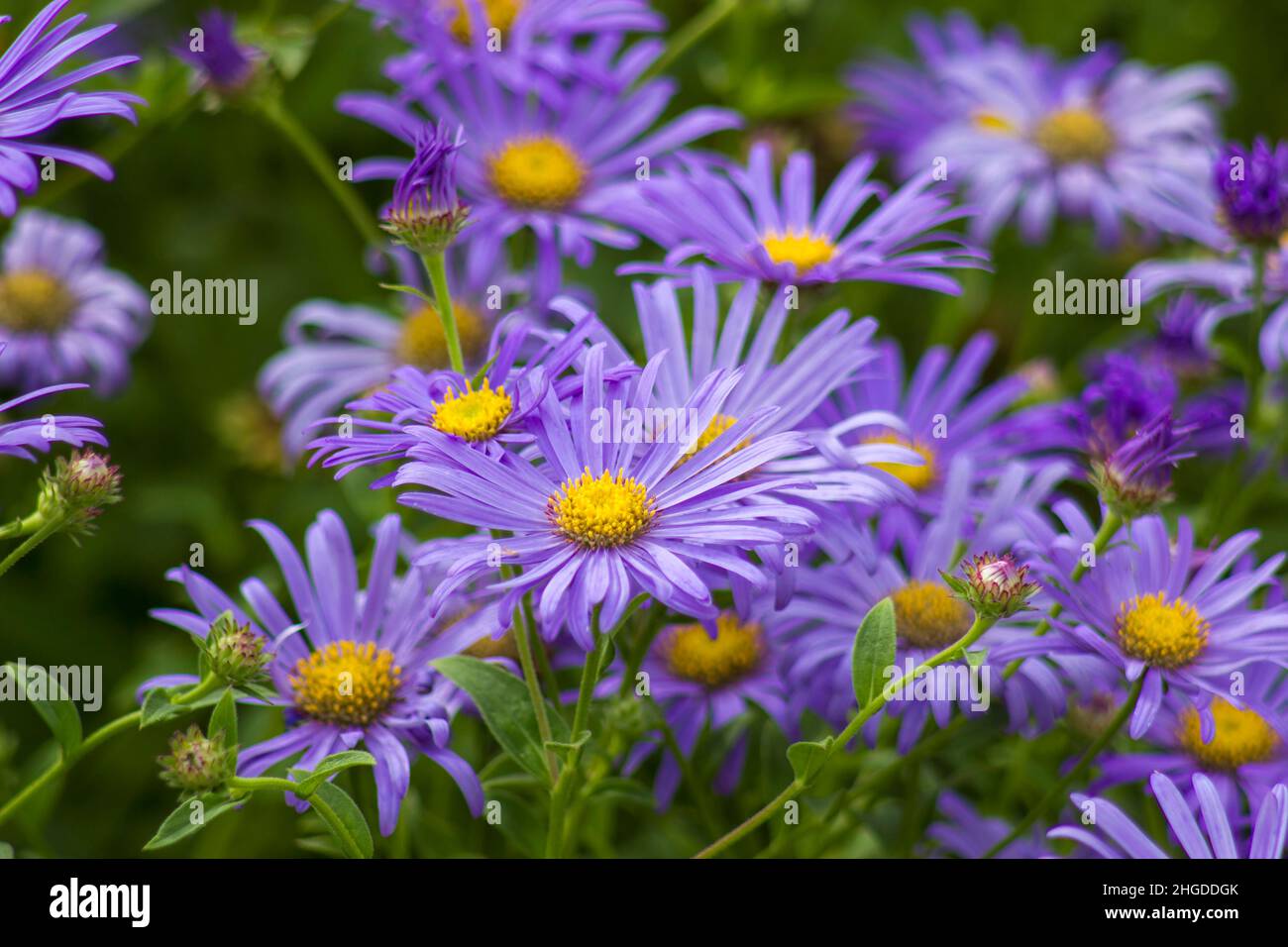 Alpine Aster (Aster alpinus) . Decorative garden plant with purple ...