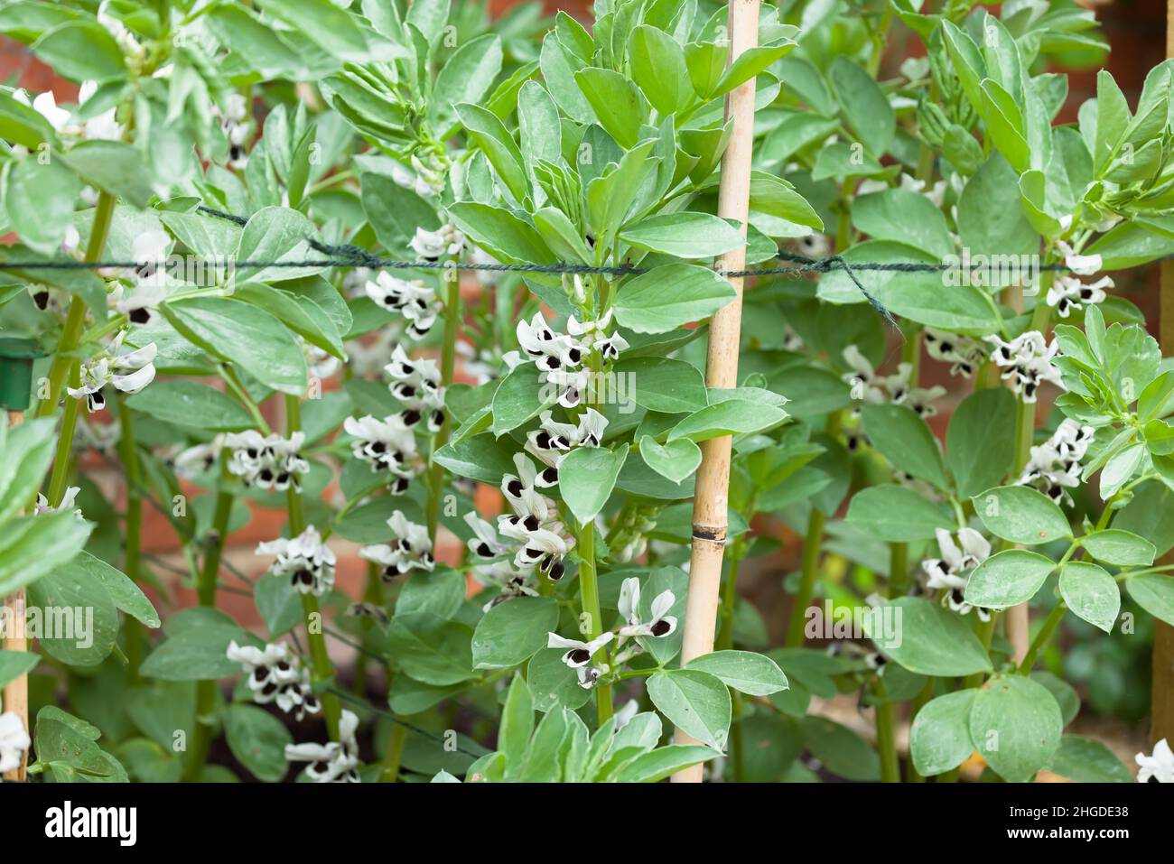 Fava bean (broad bean) plants, detail of growing plants in flower with bamboo canes for support Stock Photo