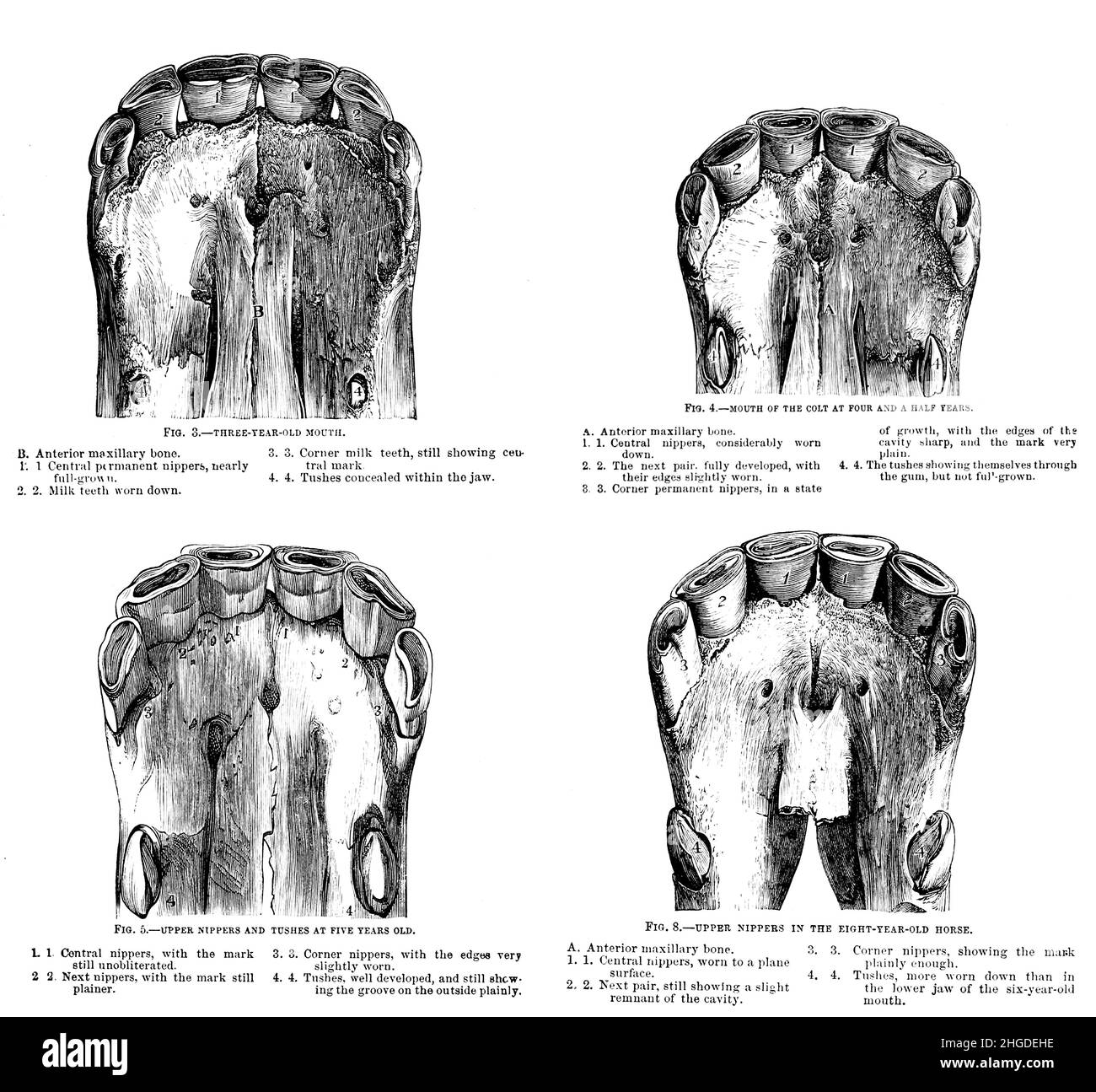 Horse mouth and teeth at various ages from Every horse owner's cyclopedia : the anatomy and physiology of the horse; general characteristics; the points of the horse, with directions how to choose him; the principles of breeding, and the best kind to breed from; the treatment of the brood mare and foal; raising and breaking the colt; stables and stable management; riding, driving, etc., etc. Diseases, and how to cure them. The principal medicines, and the doses in which they can be safely administered; accidents, fractures, and the operations necessary in each case; shoeing, etc. Publisher: Ph Stock Photo