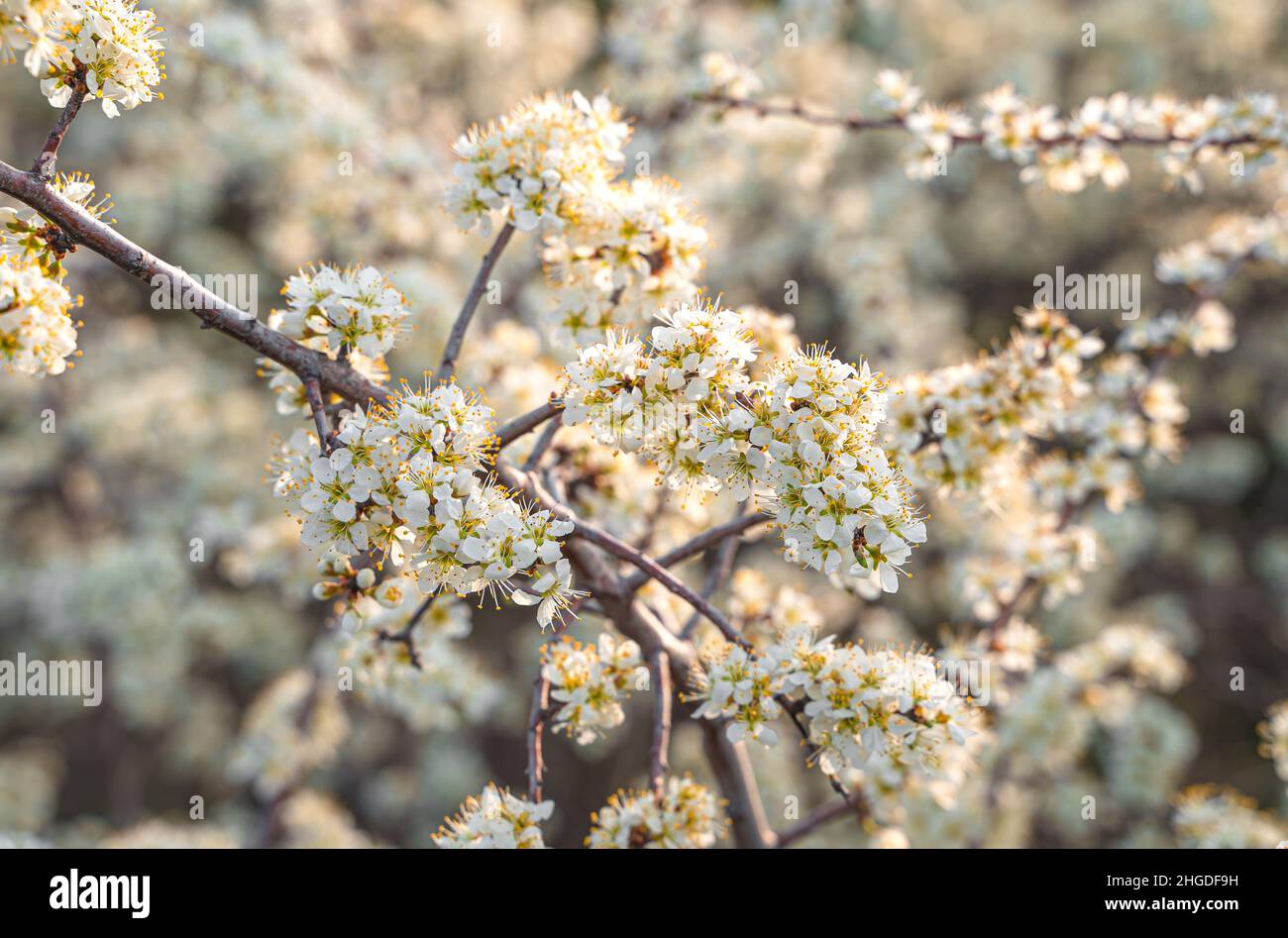 Beautiful flowering branches. For spring and Easter cards. Selective focus. Stock Photo