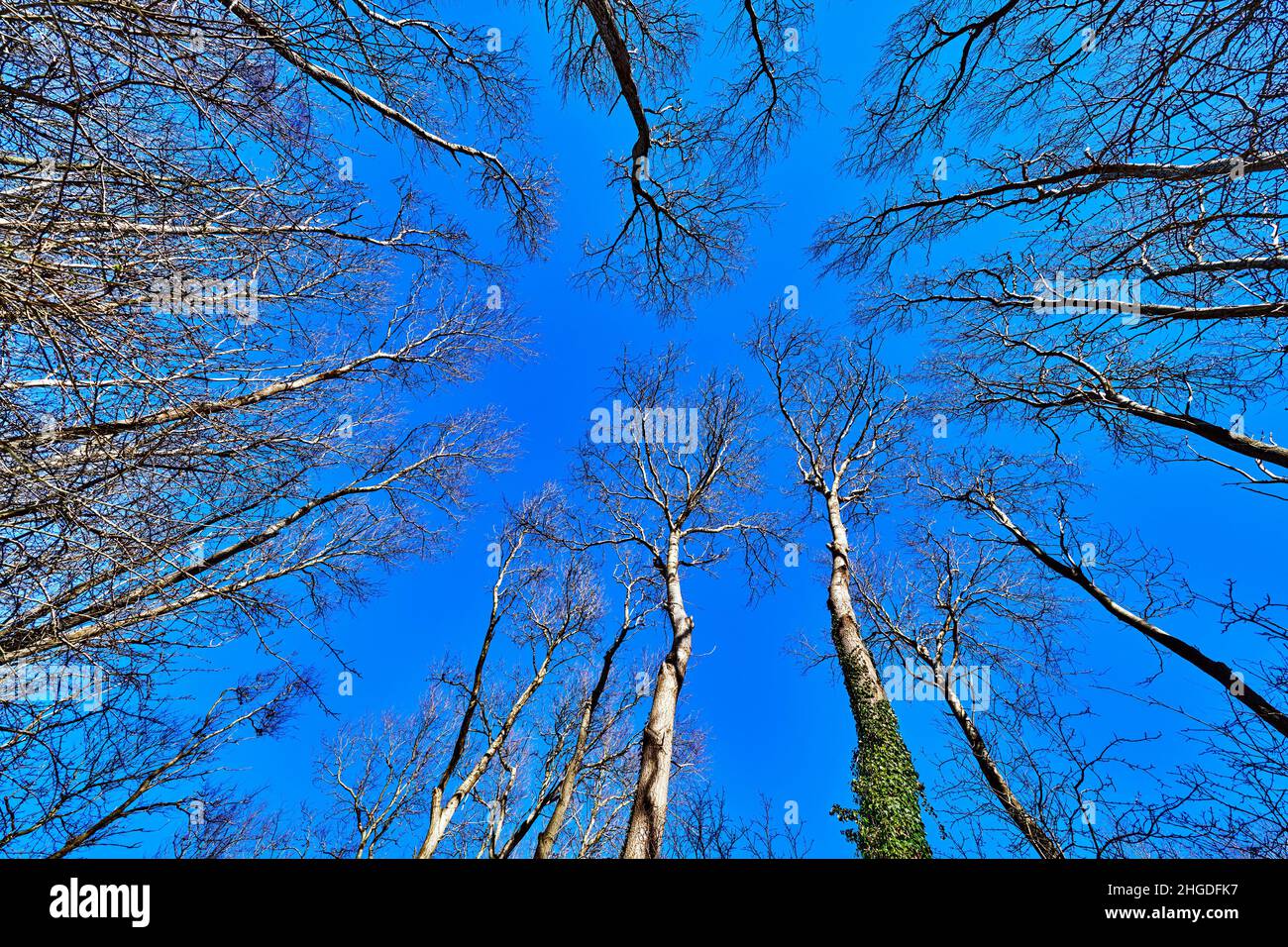 Looking up through trees without leaves to a blue sky above Stock Photo