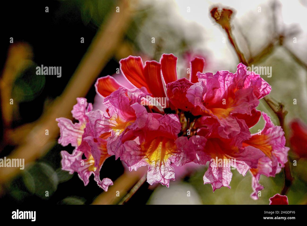 Flamboyant tree (Delonix regia). This tree, also known as Royal Poinciana, is native to Madagascar but is found from North to South America, and throu Stock Photo