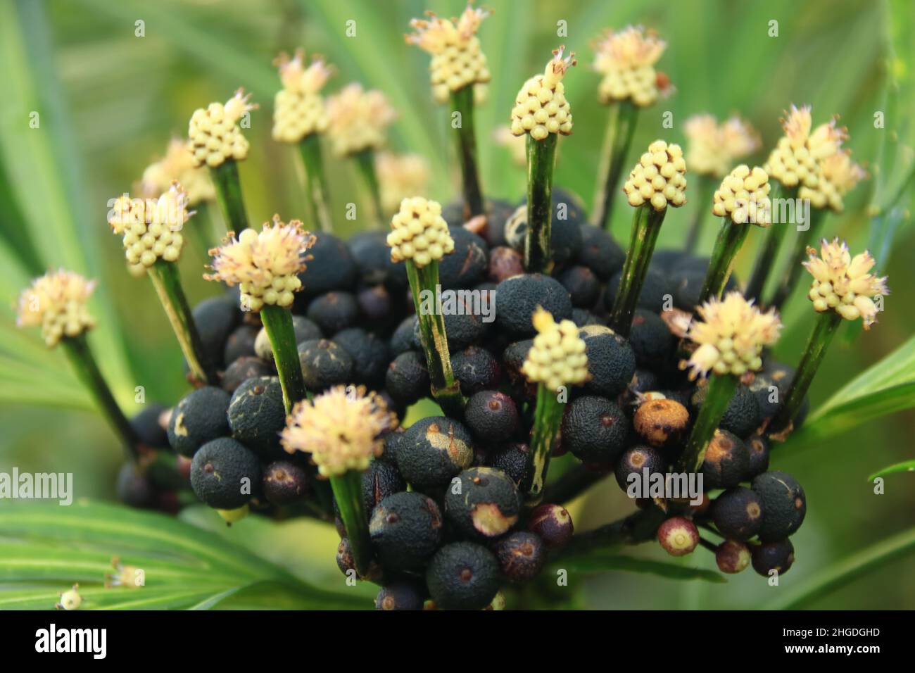 Green Aralia - Osmoxylon lineare Stock Photo