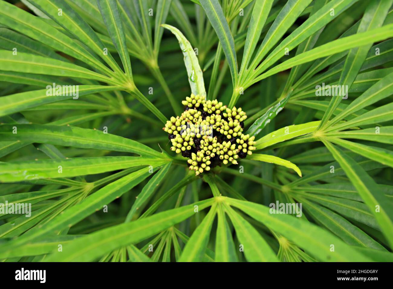 Green Aralia - Osmoxylon lineare Stock Photo