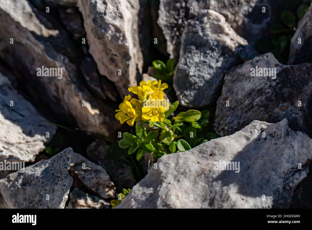 Alyssum ovirense flower in mountains, close up Stock Photo - Alamy