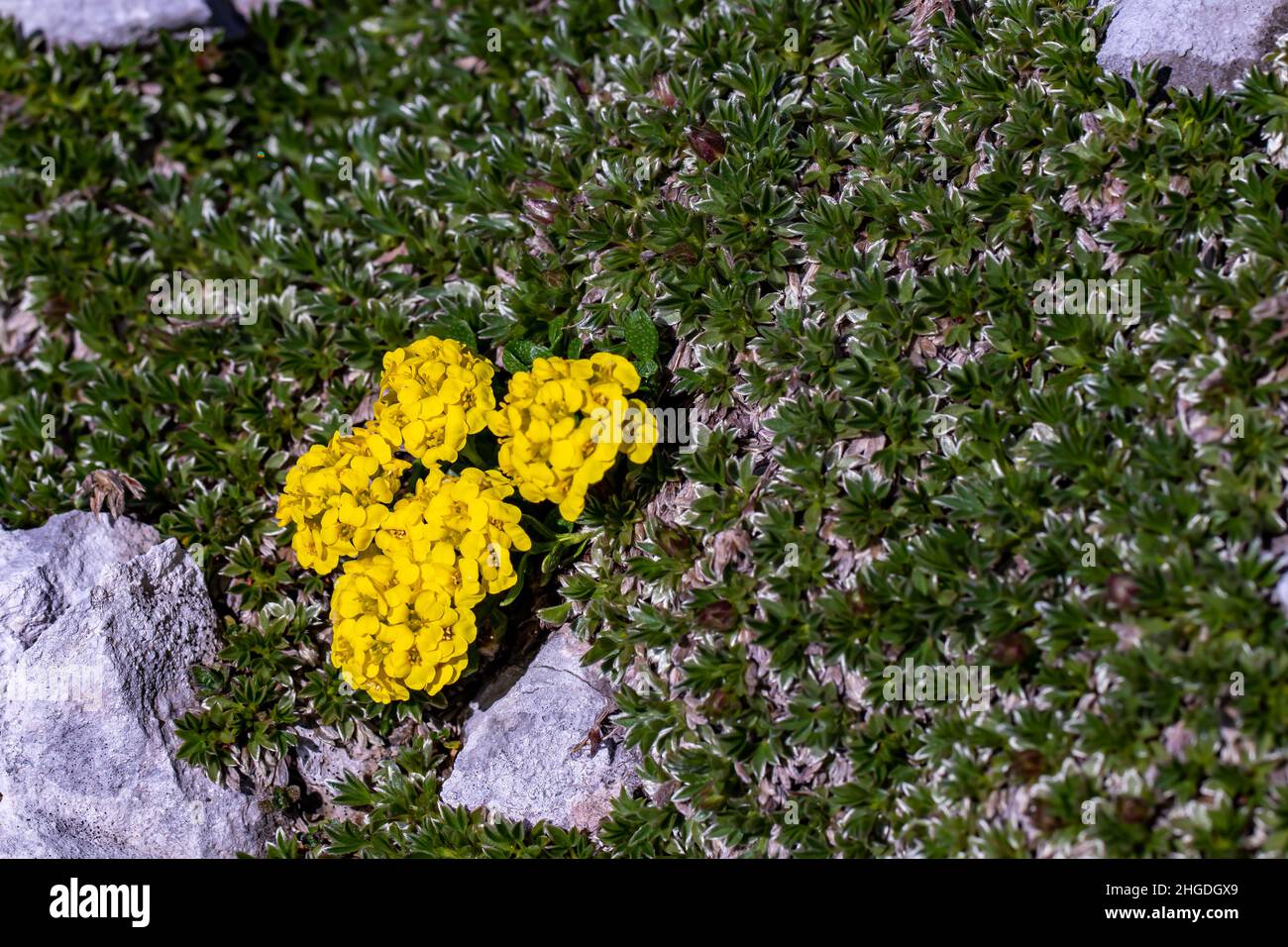 Alyssum ovirense flower growing in mountains, close up Stock Photo - Alamy