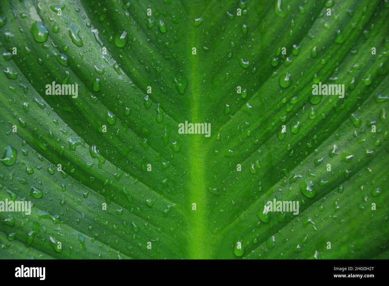 Fresh Green Leaf With Dew Drops Stock Photo