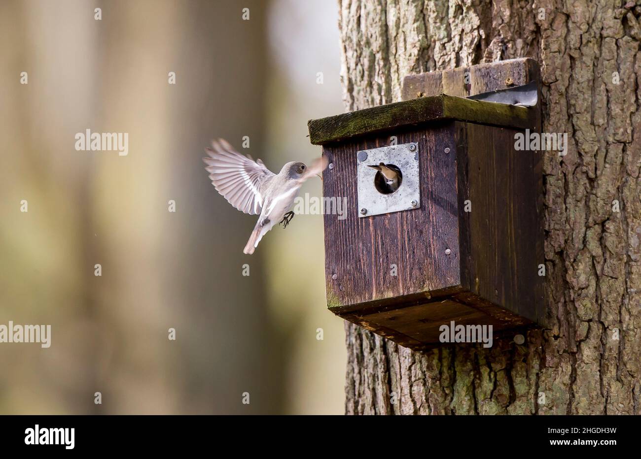 A breeding pair of wild pied flycatcher birds (Ficedula hypoleuca) captured flying into a UK woodland nesting box with nest material. Stock Photo