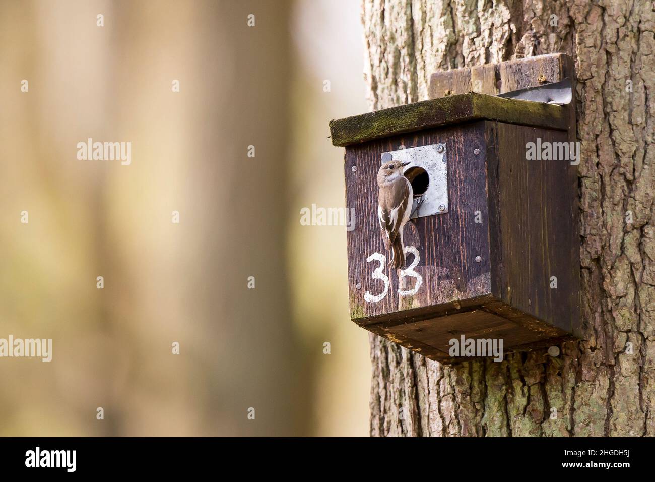 Female pied flycatcher bird bringing nesting material to a nesting box in UK woodland, in spring. Stock Photo