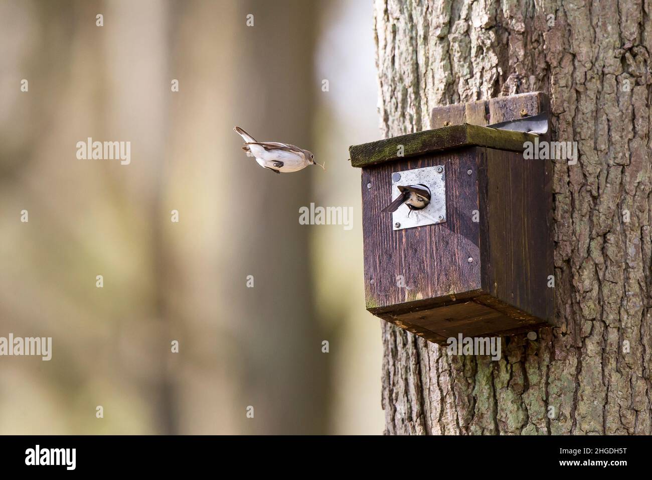 A breeding pair of wild pied flycatcher birds (Ficedula hypoleuca) captured flying into a woodland nesting box with nest material. Stock Photo