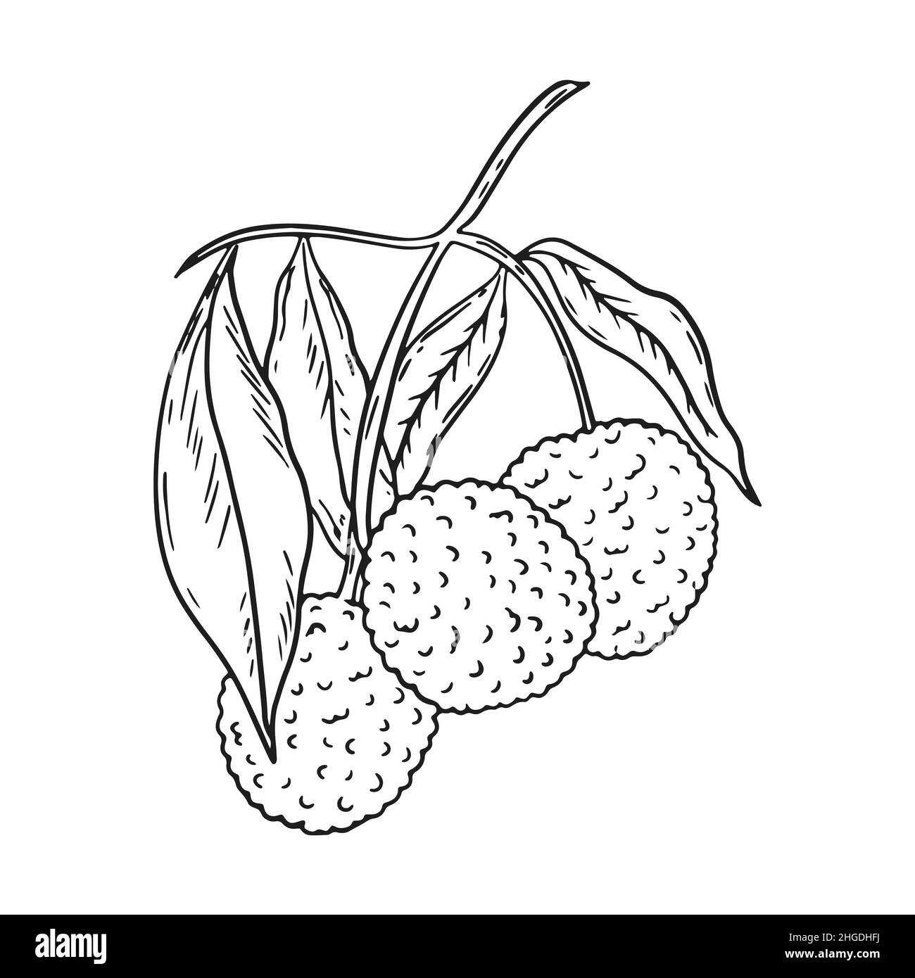 Lychee hand drawn sketch isolated vector illustration Stock Vector