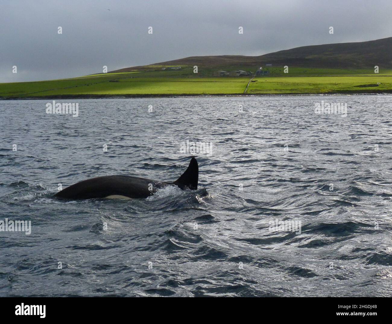 Orca diving in front of Rousay Stock Photo