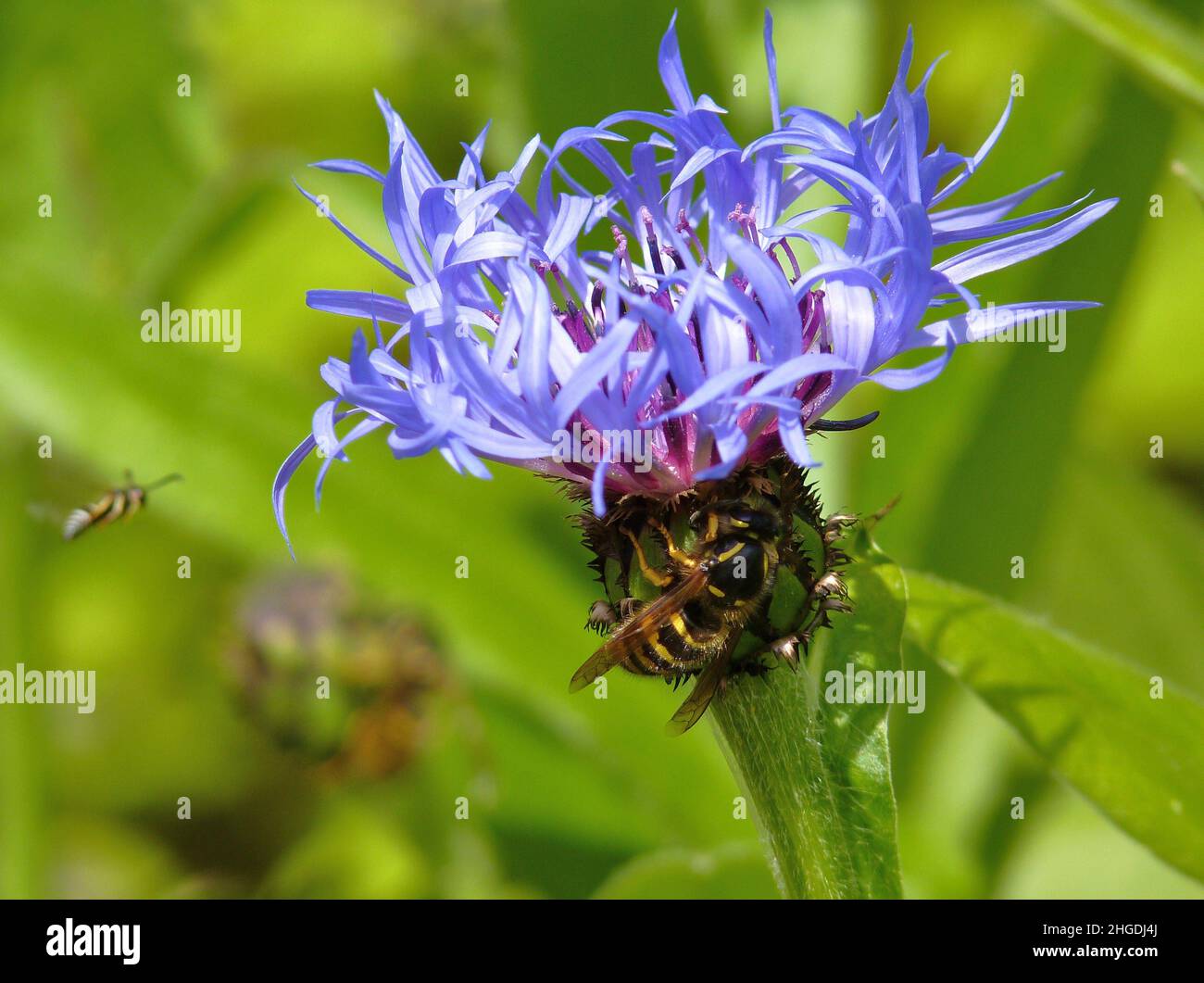Wasp on Cornflower Stock Photo