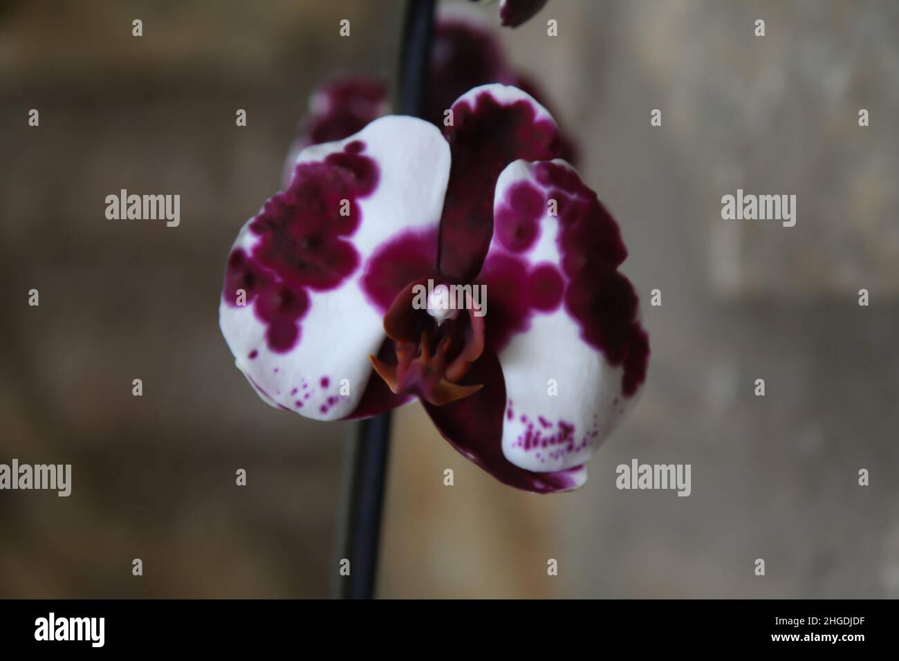 A single orchid. White and purple orchid selective focus and close up. Stock Photo