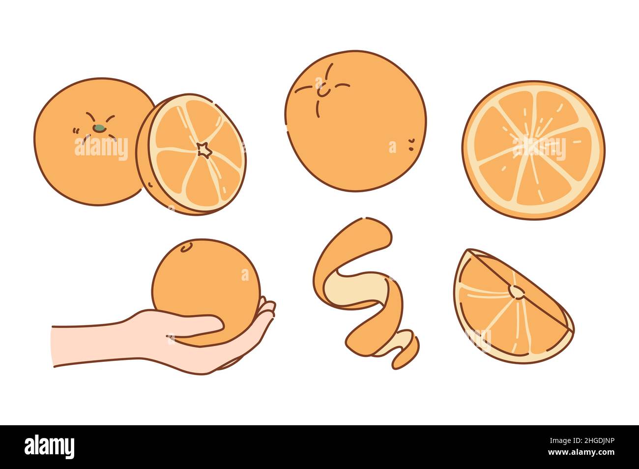Set of juicy fresh oranges sliced or whole. Collection of organic bio tasty mandarin or tangerine. Healthy fruit eating. Good habit concept. Gardening and farming nature product. Vector illustration.  Stock Vector