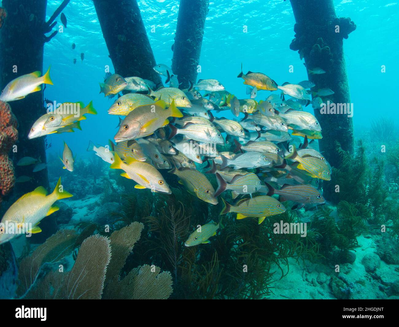 Wide-angle photo of snappers under a pier and structure. the snappers are in a big school surrounded by colors Stock Photo