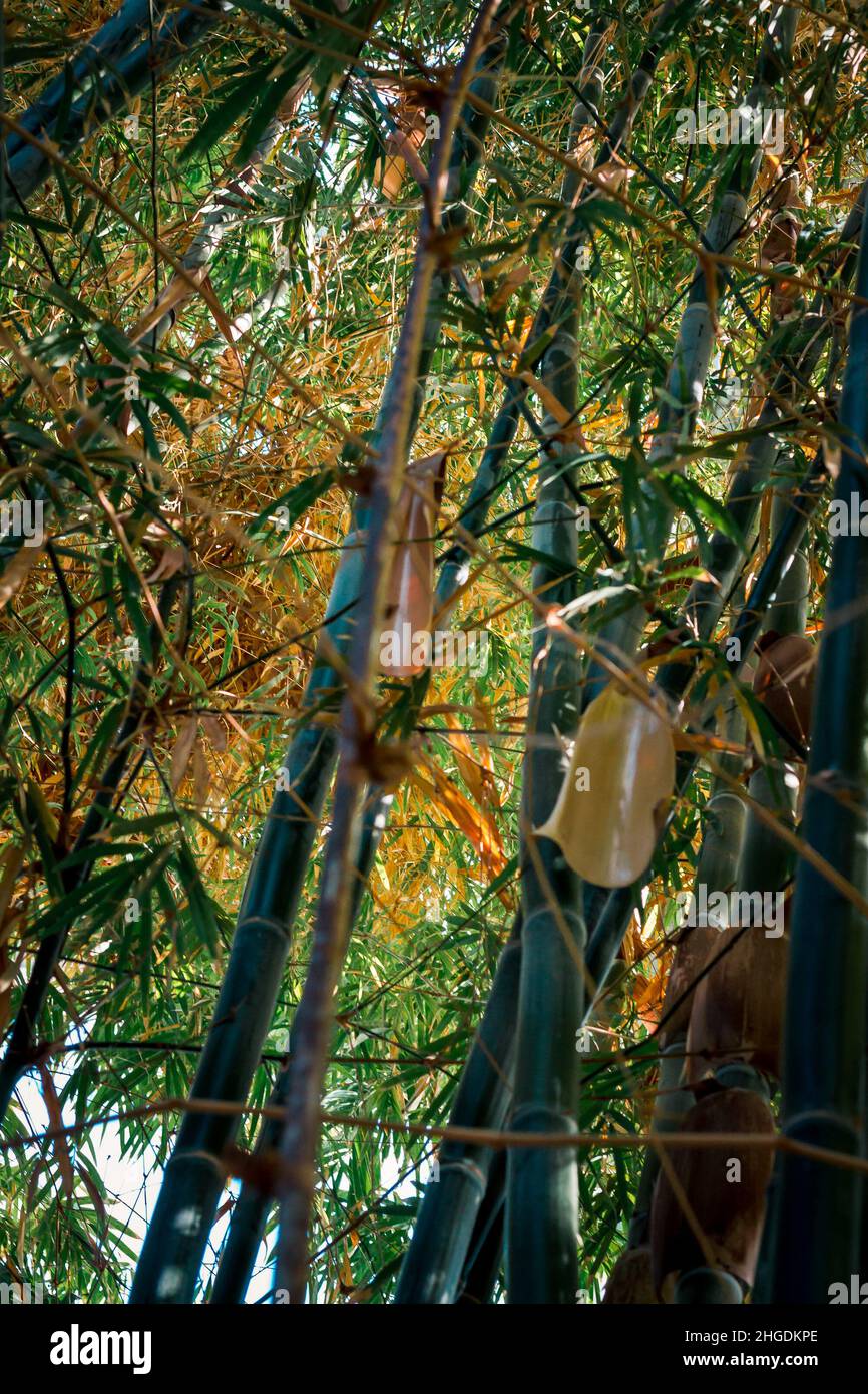Bamboo shoots growing in the tropical greenhouse Stock Photo Alamy