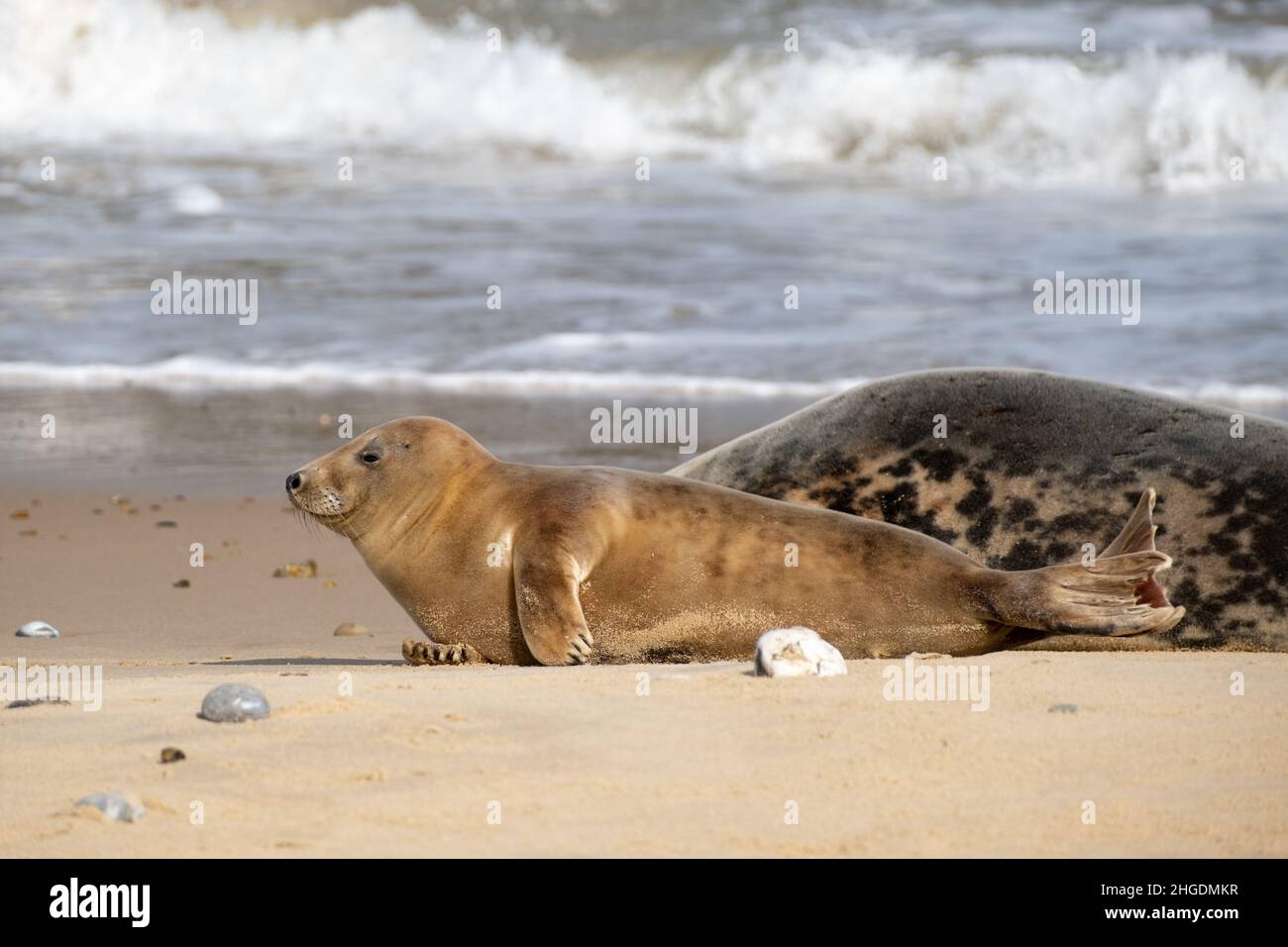 Seal watching at Horsey gap on the Norfolk coast in England, UK Stock Photo