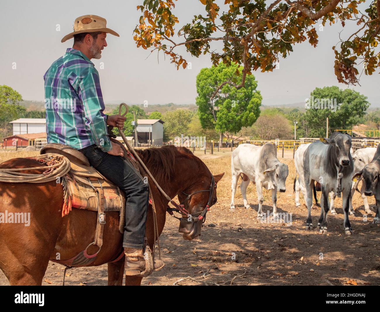 Cowboy is working from his horse on a cattle farm Stock Photo
