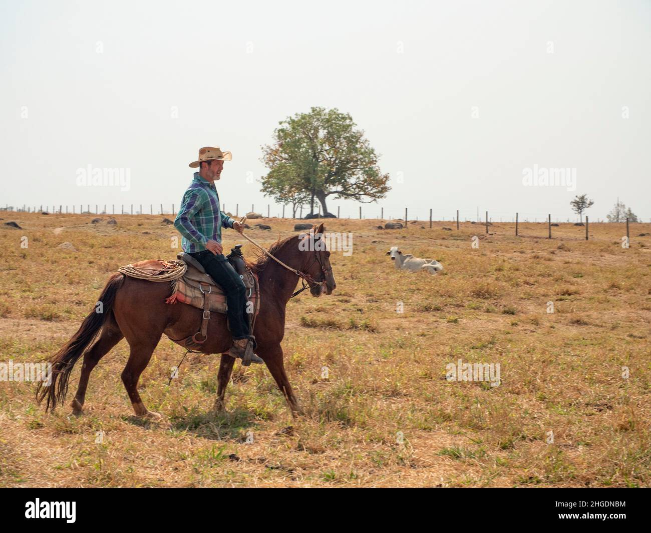 Cowboy is working from his horse on a cattle farm Stock Photo