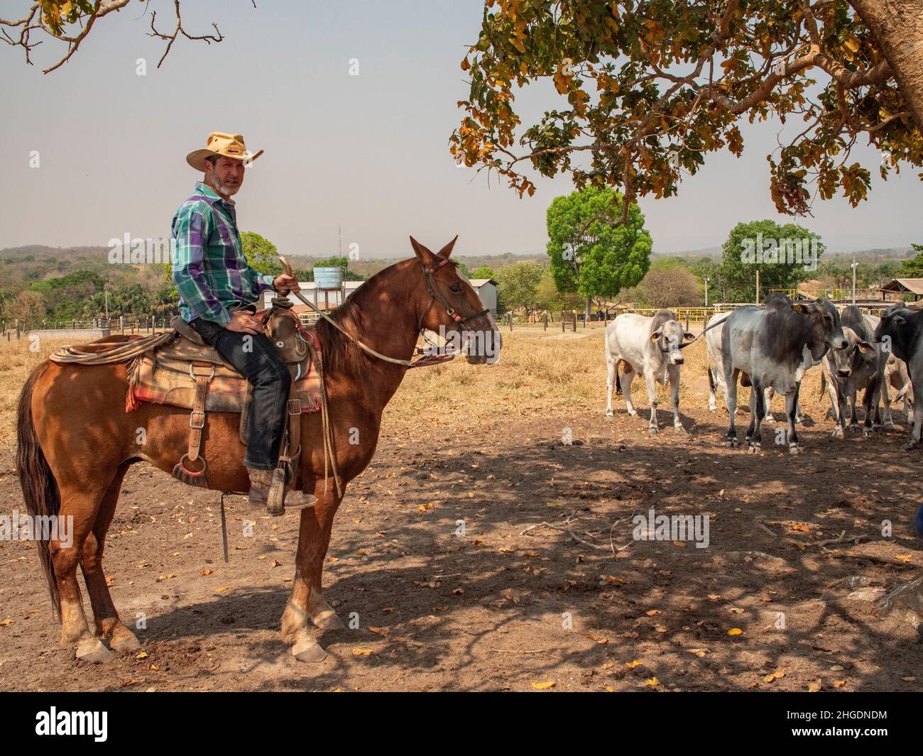 Cowboy on his horse on a cattle farm Stock Photo